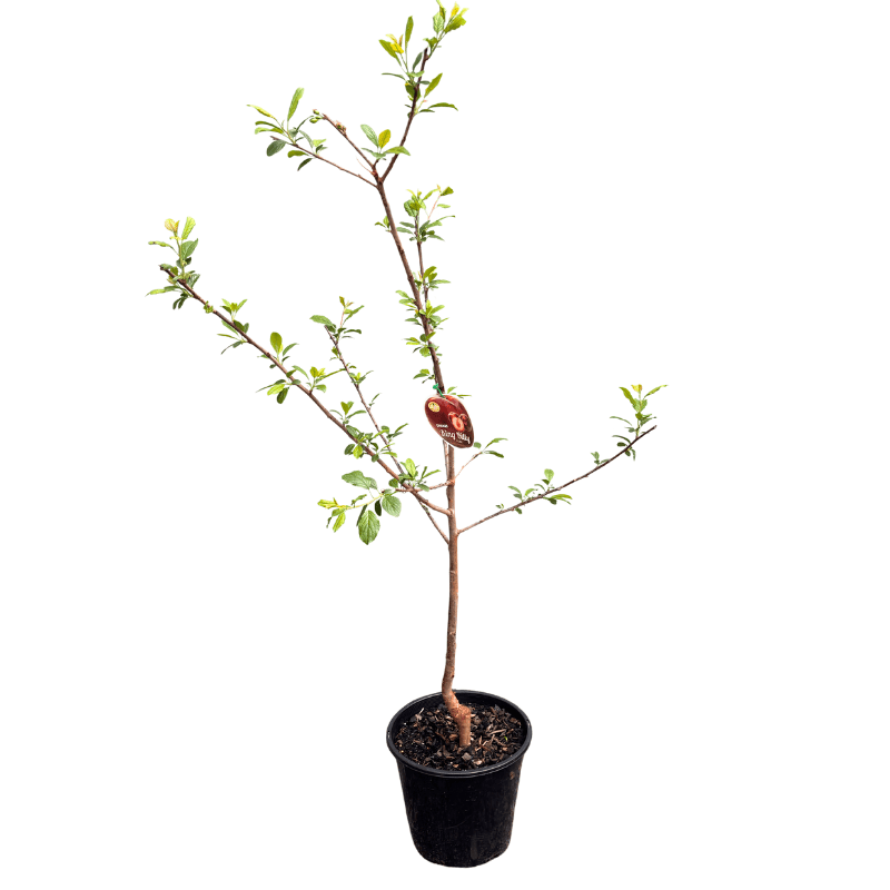 Plum Dwarf King Billy