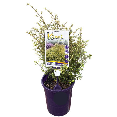 Coprosma Kiwi Gold 14cm