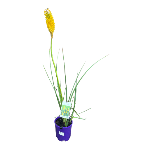 Kniphofia James Nottle 14cm