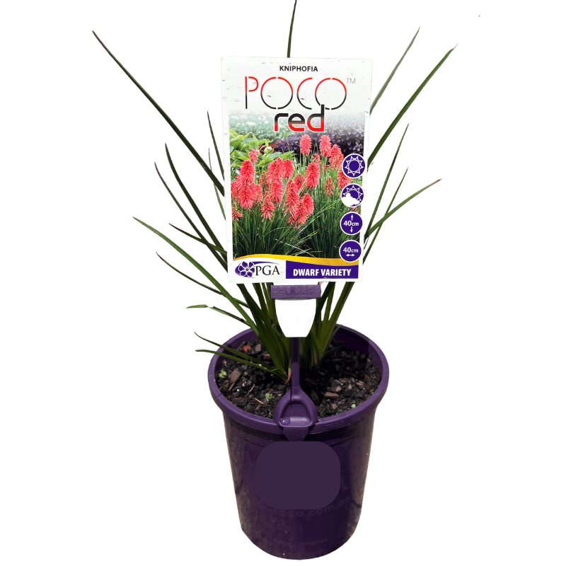Kniphofia 'Poco Red' 14cm