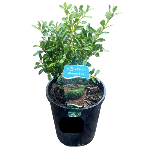 Buxus microphylla 14cm