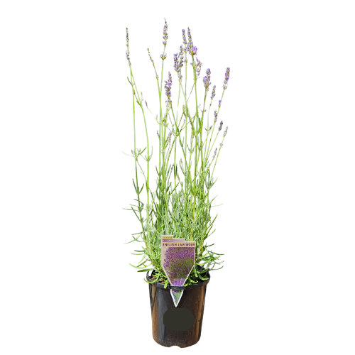 Lavandula angustifolia English Lavender 14cm