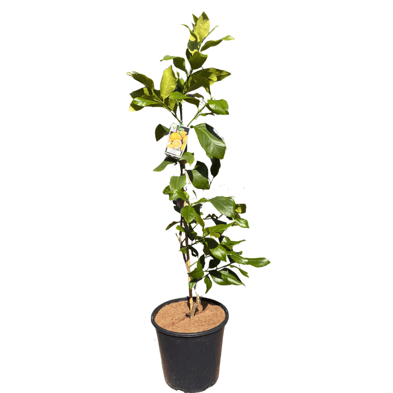 Lemon Eureka 20cm