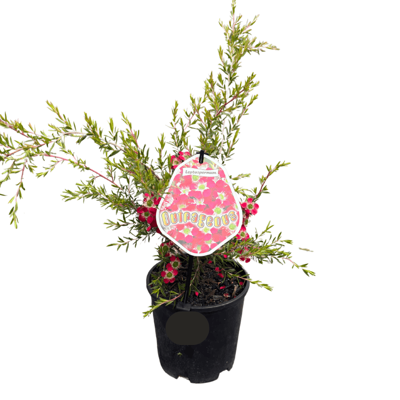 Leptospermum ‘Outrageous' 14cm
