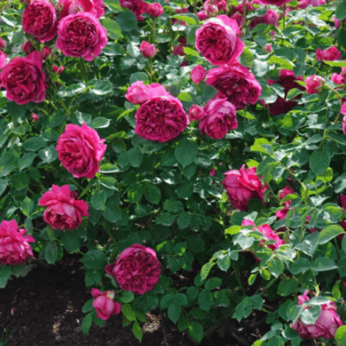Rose Lady of Megginch 20cm_