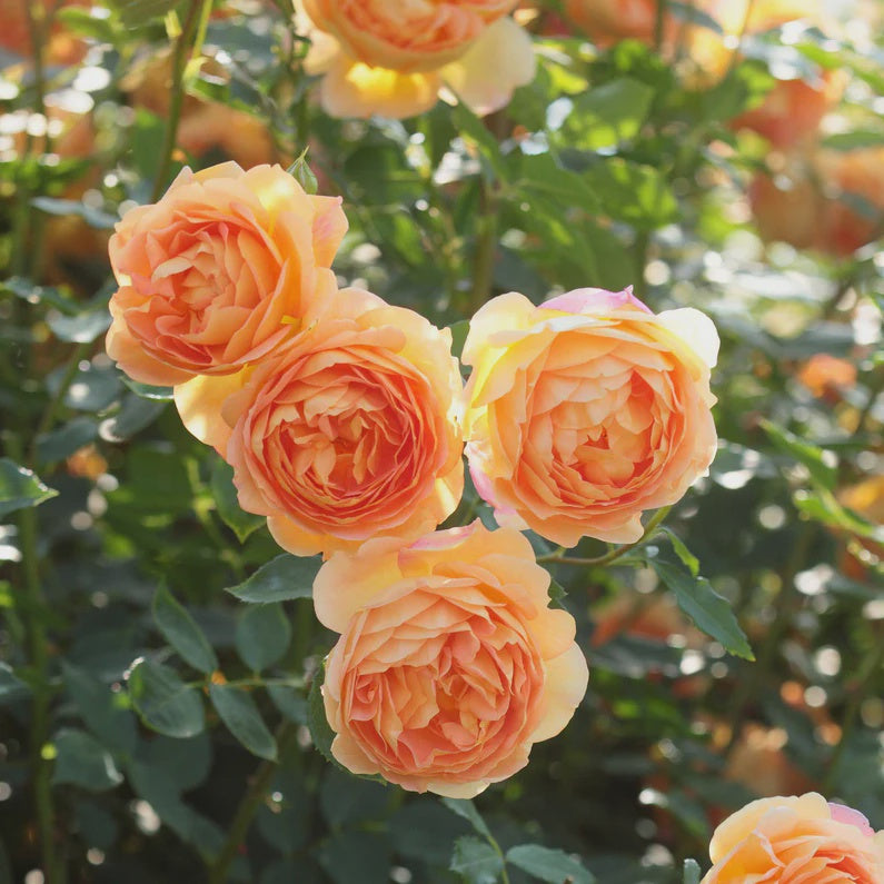 Rose Lady of Shalott 3ft Standard 25cm