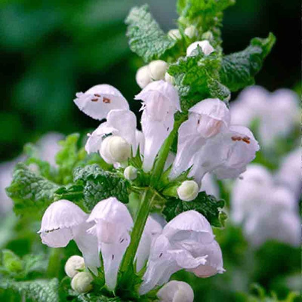 Lamium Snow n Frost 14cm