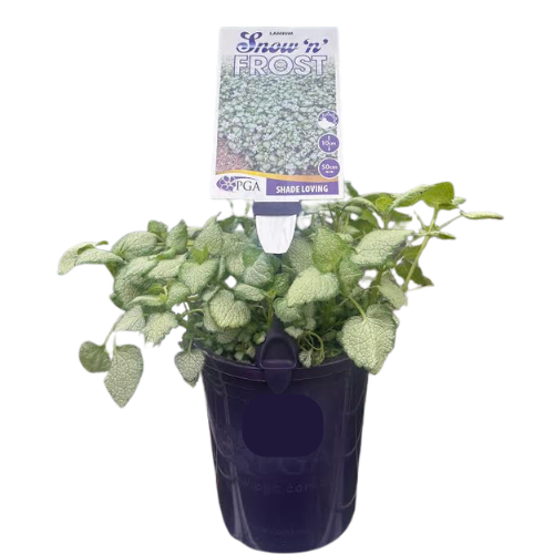 Lamium Snow n Frost 14cm
