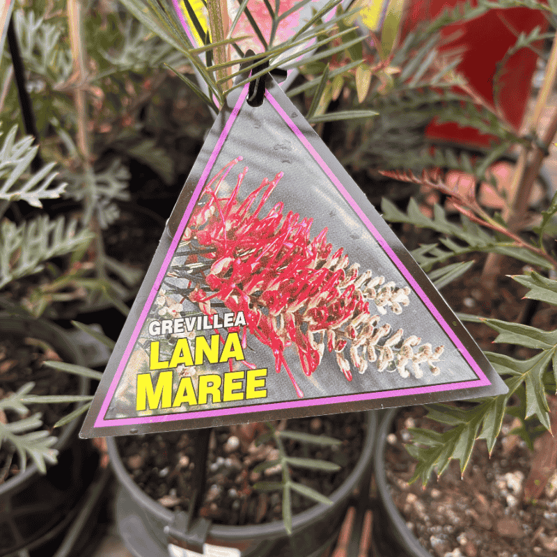 Grevillea Lana Maree 14cm