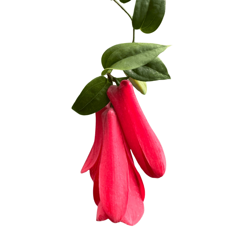Lapageria rosea
