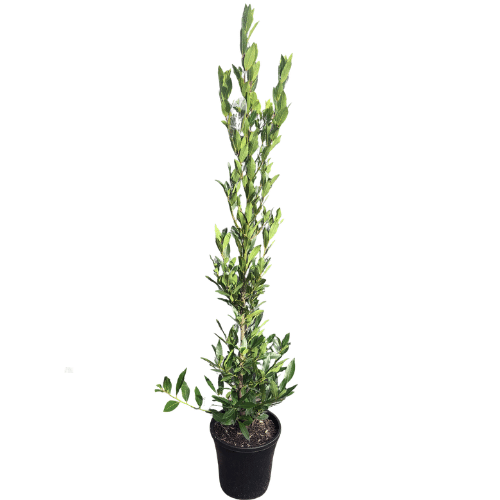 Laurus nobilis Miles Choice_25cm