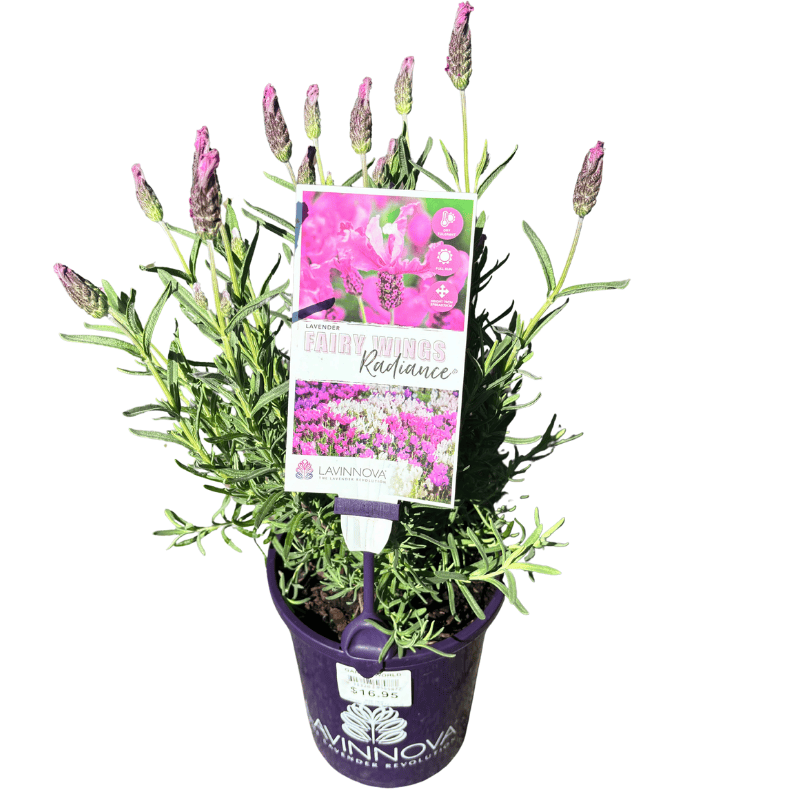 Lavender Fairy Wings Radiance 14cm