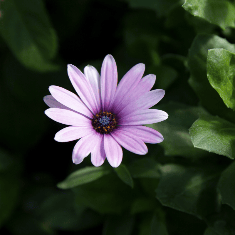 Osteospermum 'Lavender Daisy Chain' 14cm