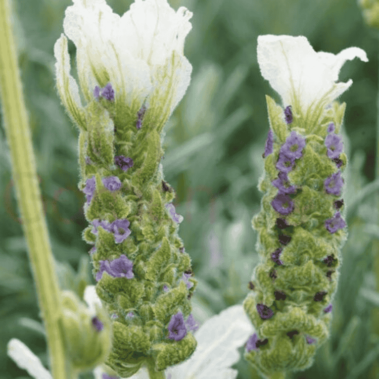 Lavender Javelin Forte White 20cm