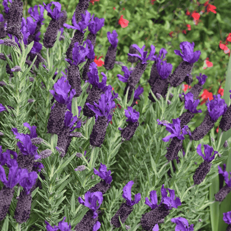 Lavender Purple Reign 14cm