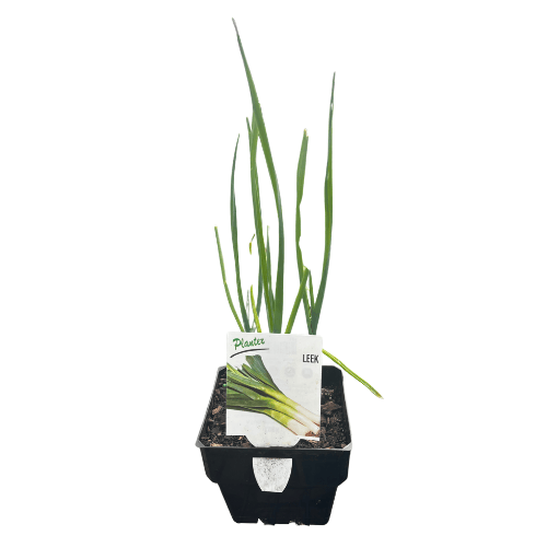 Leek 10cm