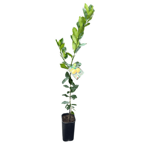Lemon Lemonade Grafted 4L