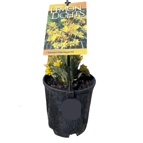 Conostylis setigera Lemon Lights 14cm