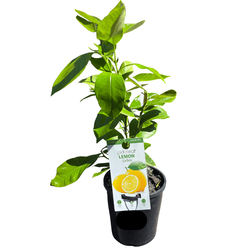 Lemon Lisbon 14cm