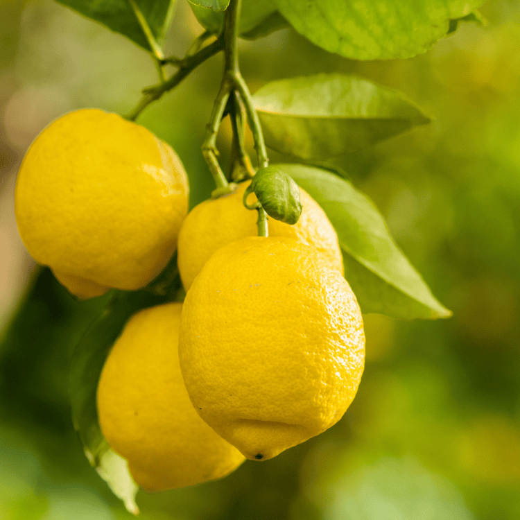 Lemon Thornless 20cm