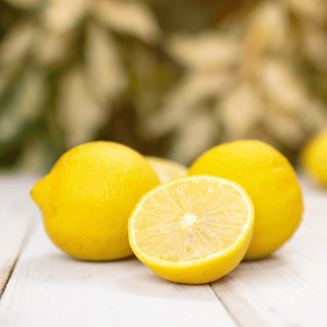 Lemon 'Lisbon' 17cm