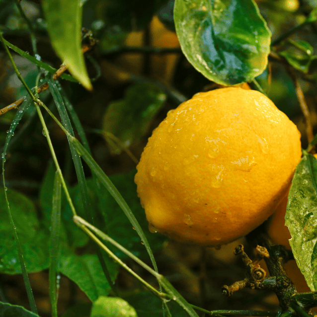 Lemon 'Meyer' Dwarf 17cm