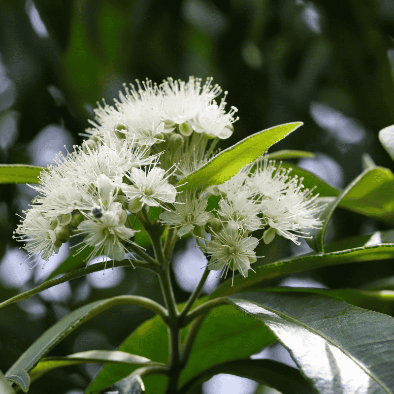 Backhousia citriodora 14cm