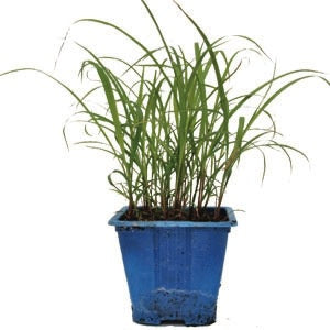 Lemongrass 10cm