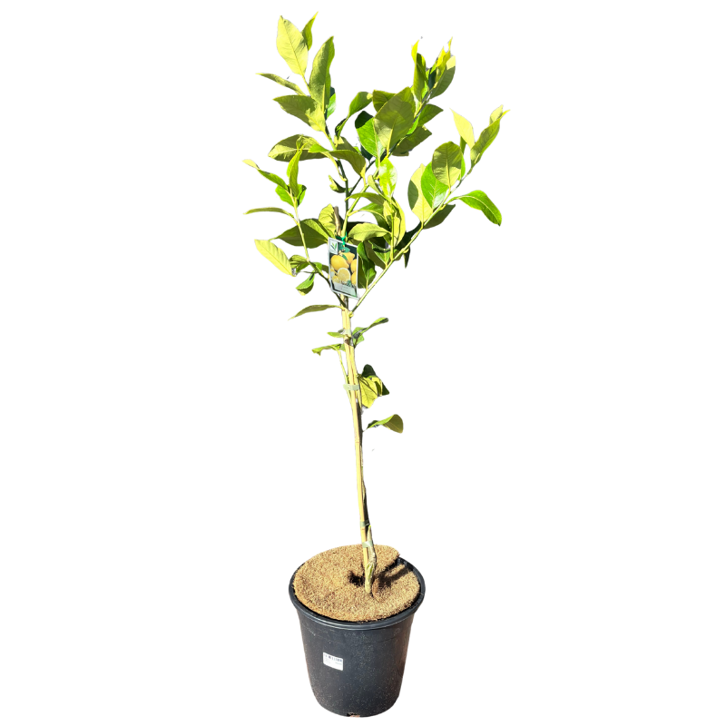 Lemon 'Eureka' 20cm
