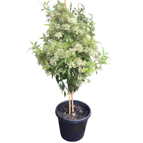 Backhousia citriodora 33cm