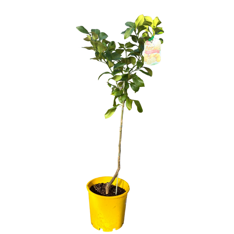 Lemon Thornless 20cm