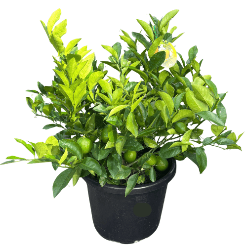 Lemon Lemonicious 40cm