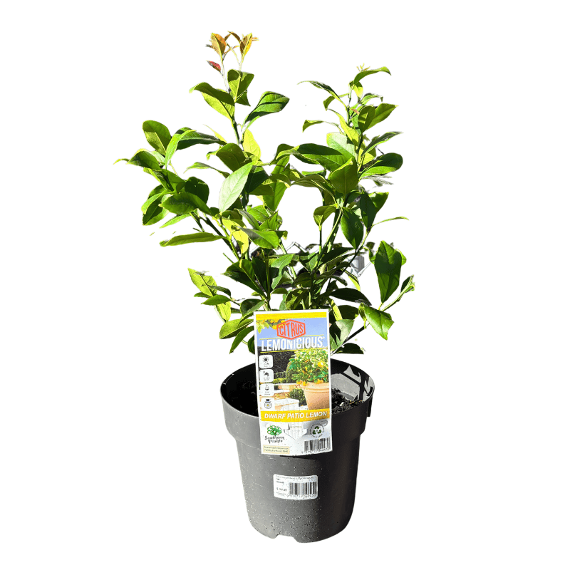 Lemon 'Lemonicious' 18cm