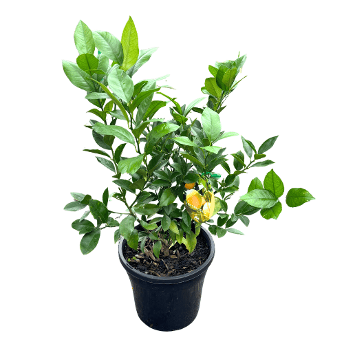 Lemon Lemonicious 25cm