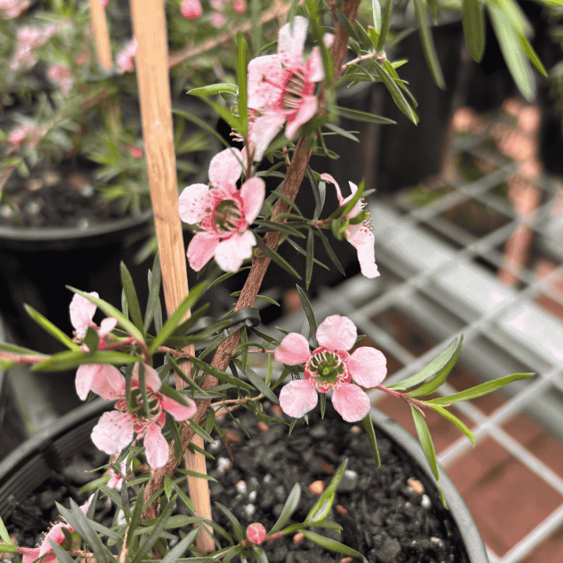 Leptospermum 'Pink Cascade' 14cm