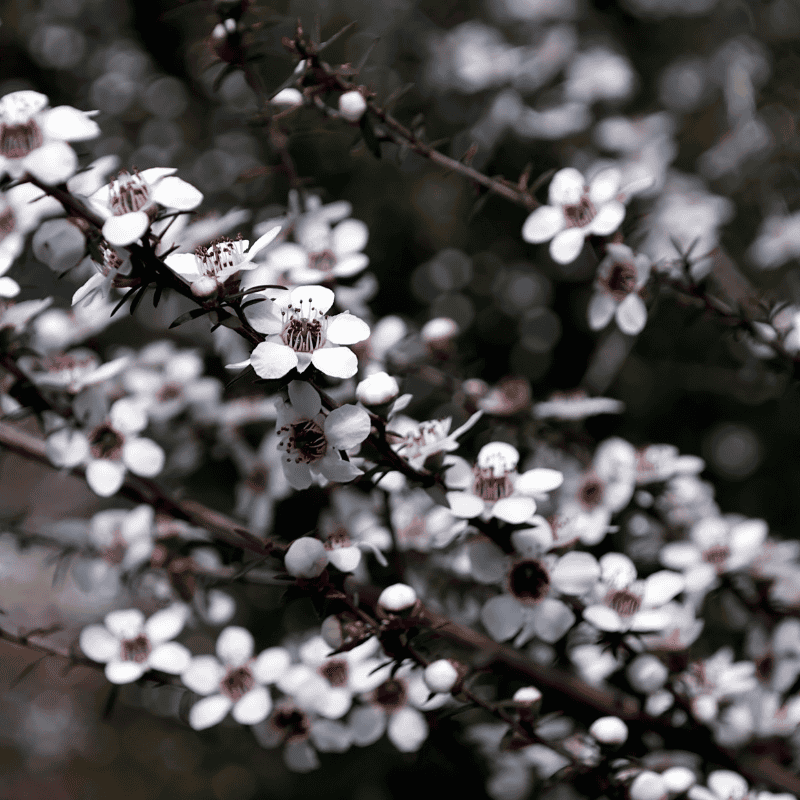Leptospermum Starry Night 14cm