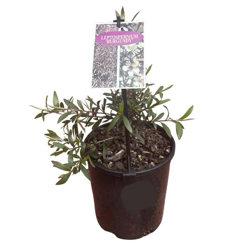 Leptospermum 'Burgundy '14cm