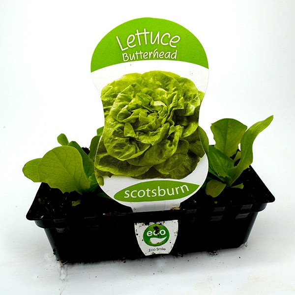 Lettuce Butterhead Punnet