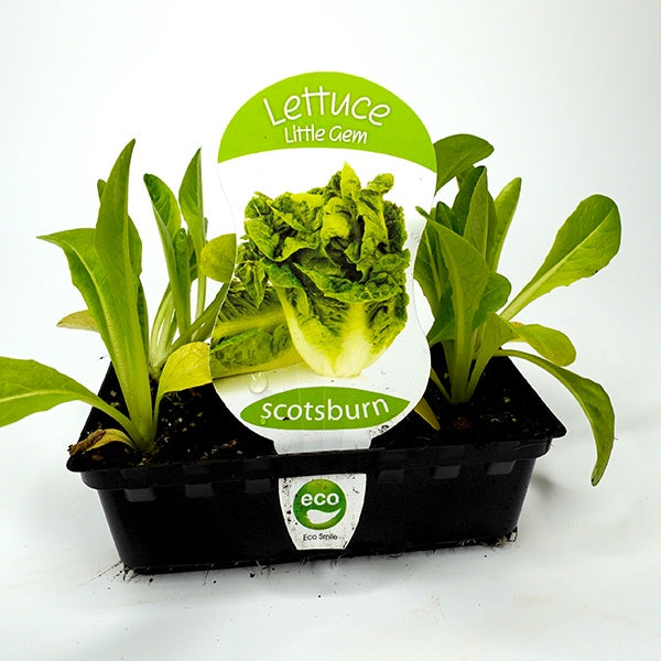 Lettuce Cos Little Gem Punnet