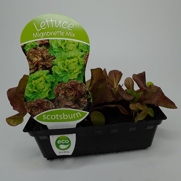 Lettuce Mignonette Mix Punnet