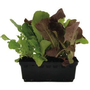 Lettuce Baby Combo Punnet