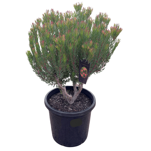 Leucadendron Strawberry Fair 30cm