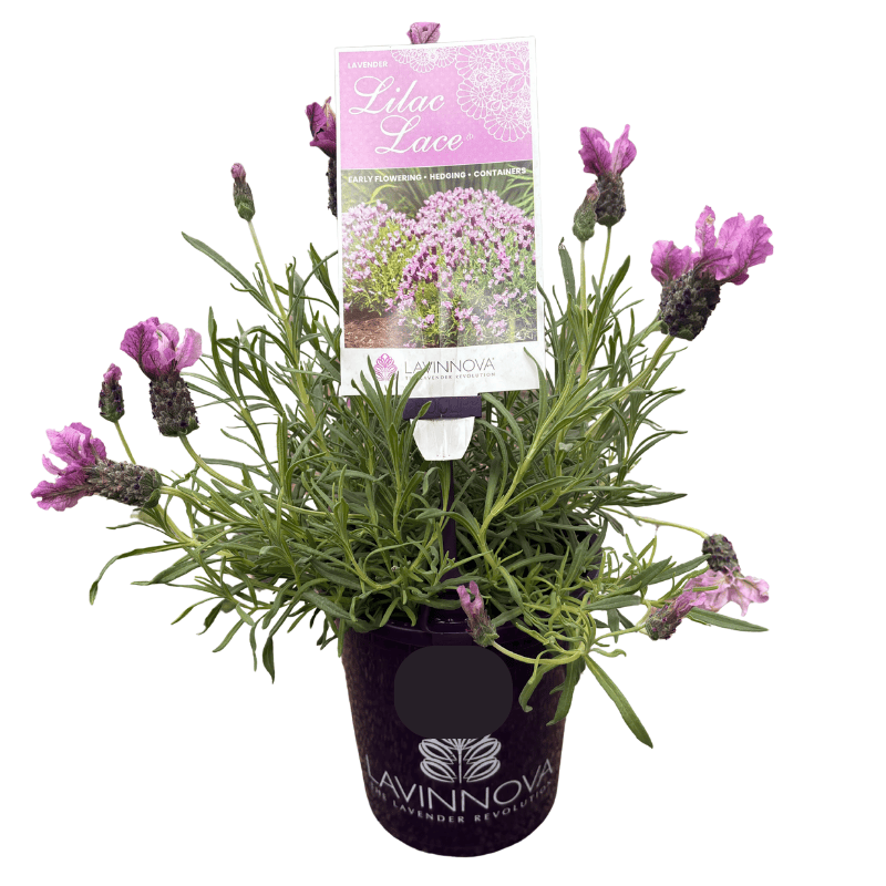 Lavender Lilac Lace 14cm