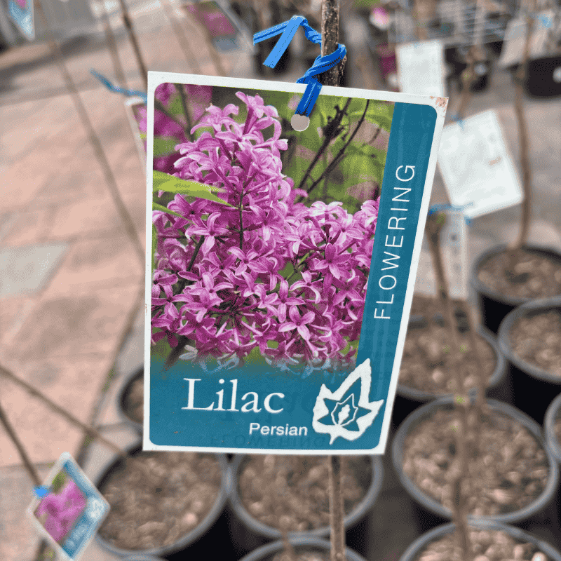Persian Lilac