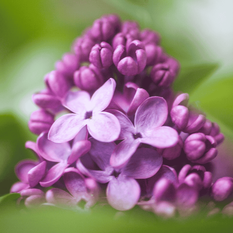 Lilac Katherine Havemeyer