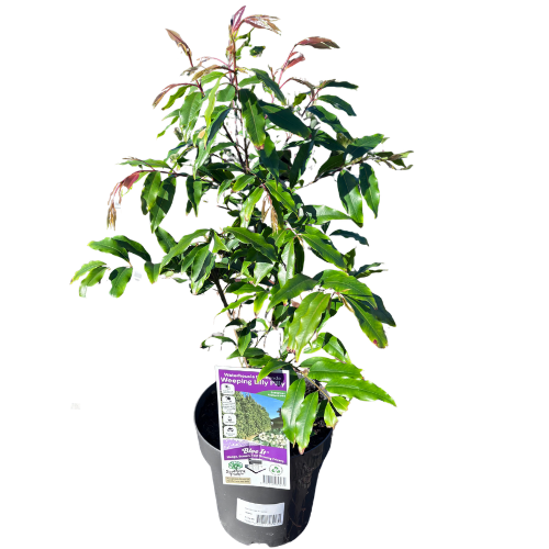 Waterhousea floribunda 18cm