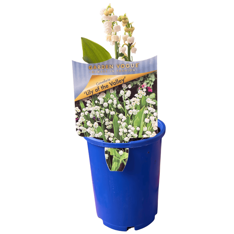 Lily of the Valley 10cm