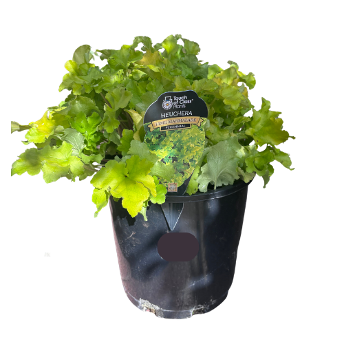 Heuchera 'Lime Marmalade' 20cm