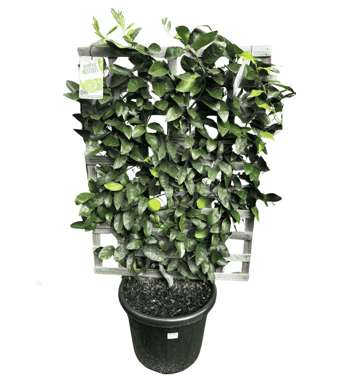 Lime Tahitian Espalier 40cm