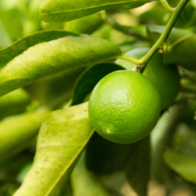 Lime 'Tahitian' Dwarf 17cm